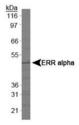 ESRRA / ERR Alpha Antibody - Estrogen Related Receptor alpha Antibody - Western blot of ERR alpha in A431 cell lysates.  This image was taken for the unconjugated form of this product. Other forms have not been tested.