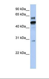 ESRRA / ERR Alpha Antibody - Transfected 293T cell lysate. Antibody concentration: 1.0 ug/ml. Gel concentration: 12%.  This image was taken for the unconjugated form of this product. Other forms have not been tested.