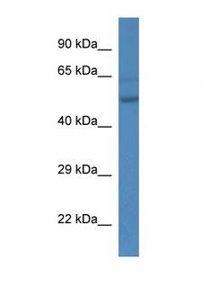 ESRRA / ERR Alpha Antibody - ESRRA antibody Western blot of Mouse liver lysate. Antibody concentration 1 ug/ml. This image was taken for the unconjugated form of this product. Other forms have not been tested.
