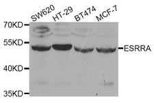 ESRRA / ERR Alpha Antibody - Western blot analysis of extracts of various cell lines, using ESRRA antibody at 1:1000 dilution. The secondary antibody used was an HRP Goat Anti-Rabbit IgG (H+L) at 1:10000 dilution. Lysates were loaded 25ug per lane and 3% nonfat dry milk in TBST was used for blocking.