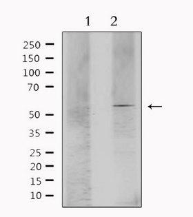 ESRRA / ERR Alpha Antibody - Western blot analysis of extracts of mouse brain tissue using ESRRA antibody. Lane 1 was treated with the antigen-specific peptide.