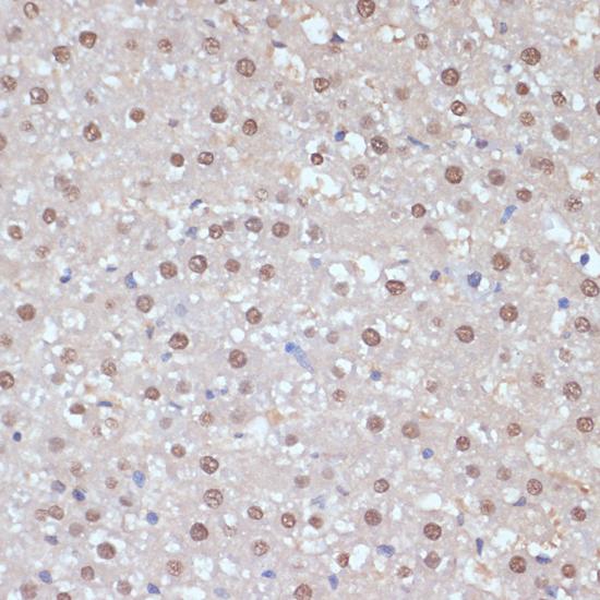 ESRRA / ERR Alpha Antibody - Immunohistochemistry of paraffin-embedded Rat liver using ESRRA Polyclonal Antibody at dilution of 1:200 (40x lens).