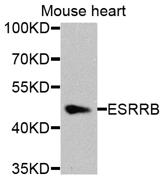 ESRRB / ERR Beta Antibody - Western blot analysis of extracts of mouse heart cells.