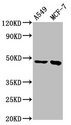 ESRRB / ERR Beta Antibody - Positive Western Blot detected in A549 whole cell lysate, MCF-7 whole cell lysate. All lanes: ESRRB antibody at 3.7 µg/ml Secondary Goat polyclonal to rabbit IgG at 1/50000 dilution. Predicted band size: 49, 57, 56 KDa. Observed band size: 49 KDa