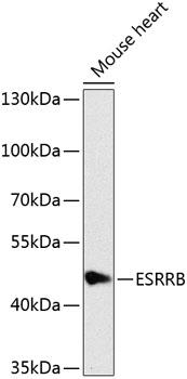 ESRRB / ERR Beta Antibody - Western blot analysis of extracts of mouse heart using ESRRB Polyclonal Antibody at dilution of 1:1000.