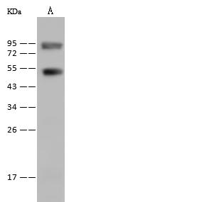 ESRRB / ERR Beta Antibody - Anti-ESRRB rabbit polyclonal antibody at 1:500 dilution. Lane A: Mouse heart tissue lysate. Lysates/proteins at 30 ug per Lane. Secondary: Goat Anti-Rabbit IgG (H+L)/HRP at 1/10000 dilution. Developed using the ECL technique. Performed under reducing conditions. Predicted band size: 48 kDa.