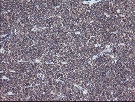 ESRRG / ERR Gamma Antibody - IHC of paraffin-embedded Human tonsil using anti-ESRRG mouse monoclonal antibody. (Heat-induced epitope retrieval by 10mM citric buffer, pH6.0, 100C for 10min).