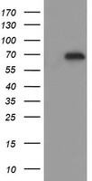 ESRRG / ERR Gamma Antibody - HEK293T cells were transfected with the pCMV6-ENTRY control (Left lane) or pCMV6-ENTRY ESRRG (Right lane) cDNA for 48 hrs and lysed. Equivalent amounts of cell lysates (5 ug per lane) were separated by SDS-PAGE and immunoblotted with anti-ESRRG.