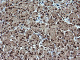 ESRRG / ERR Gamma Antibody - IHC of paraffin-embedded Human pancreas tissue using anti-ESRRG mouse monoclonal antibody.
