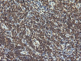 ESRRG / ERR Gamma Antibody - IHC of paraffin-embedded Human tonsil using anti-ESRRG mouse monoclonal antibody.