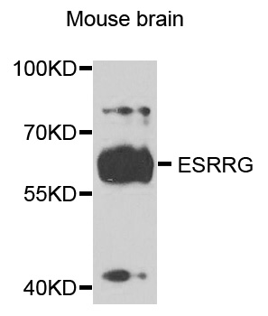 ESRRG / ERR Gamma Antibody - Western blot analysis of extracts of mouse brain cells.