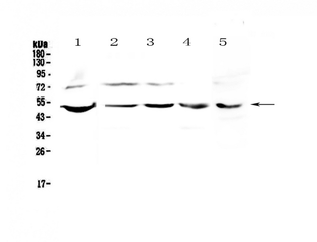 ESRRG / ERR Gamma Antibody - Western blot - Anti-ESRRG Picoband antibody