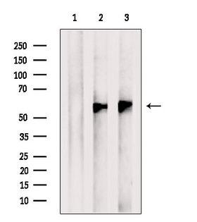 ESRRG / ERR Gamma Antibody