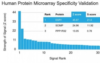 Estrogen Receptor Antibody - Western blot testing of MCF-7 cell lysate with ER antibody (clone ER506). Predicted molecular weight of ER alpha: ~66kDa.