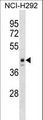 ESX1 Antibody - ESX1 Antibody western blot of NCI-H292 cell line lysates (35 ug/lane). The ESX1 antibody detected the ESX1 protein (arrow).