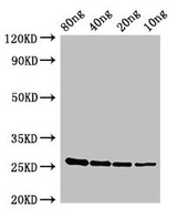 esxA / ESAT6 Antibody - Western Blot Positive WB detected in Recombinant protein All Lanes:esxA antibody at 2.8µg/ml Secondary Goat polyclonal to rabbit IgG at 1/50000 dilution Predicted band size: 12 kDa Observed band size: 12 kDa