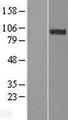 ESYT2 / E-Syt2 Protein - Western validation with an anti-DDK antibody * L: Control HEK293 lysate R: Over-expression lysate