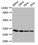 eta / Exfoliative toxin A Antibody - Positive WB detected in Recombinant protein;All lanes:eta antibody at 3?g/ml;Secondary;Goat polyclonal to rabbit IgG at 1/50000 dilution;predicted band size: 32 KDa;observed band size: 32 KDa;