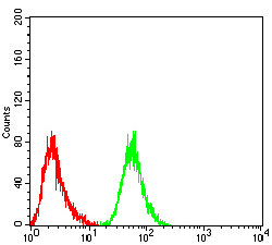 ETF1 / ERF1 Antibody - Flow cytometric analysis of HepG2 cells using RF1 mouse mAb (green) and negative control (red).