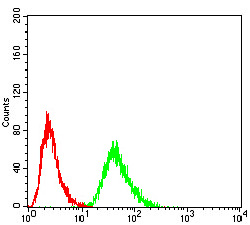 ETF1 / ERF1 Antibody - Flow cytometric analysis of Hela cells using RF1 mouse mAb (green) and negative control (red).