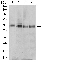 ETF1 / ERF1 Antibody - Western blot analysis using *** mouse mAb against MCF-7 (1), T47D (2), MOLT4 (3), and Raji (4) cell lysate.