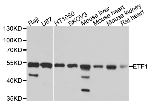 ETF1 / ERF1 Antibody - Western blot analysis of extracts of various cell lines.