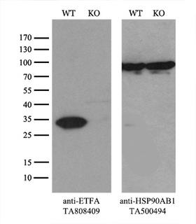 ETFA Antibody - Equivalent amounts of cell lysates  and ETFA-Knockout 293T cells  were separated by SDS-PAGE and immunoblotted with anti-ETFA monoclonal antibody(1:500). Then the blotted membrane was stripped and reprobed with anti-HSP90AB1 antibody  as a loading control.