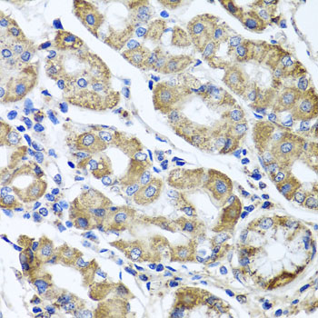 ETFA Antibody - Immunohistochemistry of paraffin-embedded human stomach tissue.