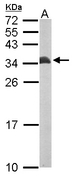 ETFB Antibody - Sample (50 ug of whole cell lysate). A: mouse brain. 12% SDS PAGE. ETFB antibody diluted at 1:10000.