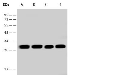 ETFB Antibody - Anti-ETFB rabbit polyclonal antibody at 1:500 dilution. Lane A: MOLT4 Whole Cell Lysate. Lane B: Mouse liver tissue lysate. Lane C: U-251 MG Whole Cell Lysate. Lane D: NIH-3T3 Whole Cell Lysate. Lysates/proteins at 30 ug per lane. Secondary: Goat Anti-Rabbit IgG (H+L)/HRP at 1/10000 dilution. Developed using the ECL technique. Performed under reducing conditions. Predicted band size: 27 kDa. Observed band size: 27 kDa.