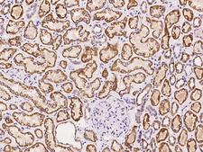 ETFBKMT Antibody - Immunochemical staining of human C12orf72 in human kidney with rabbit polyclonal antibody at 1:100 dilution, formalin-fixed paraffin embedded sections.