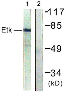 ETK / BMX Antibody - Western blot analysis of lysates from HepG2 cells, using ETK Antibody. The lane on the right is blocked with the synthesized peptide.