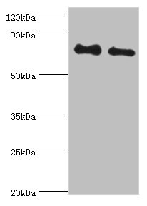 ETK / BMX Antibody - Western blot All lanes: Cytoplasmic tyrosine-protein kinase BMX antibody at 4µg/ml Lane 1: A549 whole cell lysate Lane 2: Mouse heart tissue Secondary Goat polyclonal to rabbit IgG at 1/10000 dilution Predicted band size: 78 kDa Observed band size: 78 kDa