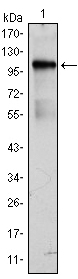 ETK / BMX Antibody - Western blot using BMX monoclonal antibody against BMX(AA: 138-276)-hIgGFc transfected HEK293 cell lysate.