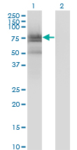 ETK / BMX Antibody - Western Blot analysis of BMX expression in transfected 293T cell line by BMX monoclonal antibody (M01), clone 3G3.Lane 1: BMX transfected lysate (Predicted MW: 78.011 KDa).Lane 2: Non-transfected lysate.