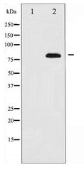 ETK / BMX Antibody - Western blot of ETK expression in A549 whole cell lysates,The lane on the left is treated with the antigen-specific peptide.