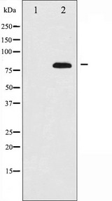 ETK / BMX Antibody - Western blot analysis of ETK expression in A549 whole cells lysates. The lane on the left is treated with the antigen-specific peptide.