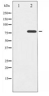 ETK / BMX Antibody - Western blot of ETK phosphorylation expression in Serum treated HeLa whole cell lysates,The lane on the left is treated with the antigen-specific peptide.