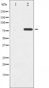 ETK / BMX Antibody - Western blot analysis of ETK phosphorylation expression in Serum treated HeLa whole cells lysates. The lane on the left is treated with the antigen-specific peptide.
