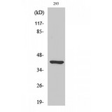 ETNK2 Antibody - Western blot of Ethanolamine kinase 2 antibody