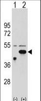 ETNK2 Antibody - Western blot of ETNK2 (arrow) using rabbit polyclonal ETNK2 Antibody. 293 cell lysates (2 ug/lane) either nontransfected (Lane 1) or transiently transfected (Lane 2) with the ETNK2 gene.