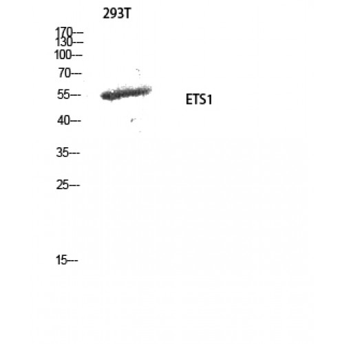 ETS1 / ETS-1 Antibody - Western blot of ETS1 antibody