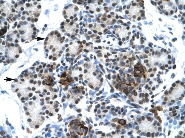 ETS1 / ETS-1 Antibody - ETS1 antibody P100604_T100-NP_005229-ETS1 (v-ets erythroblastosis virus E26 oncogene homolog 1 (avian)) Antibody was used in IHC to stain formalin-fixed, paraffin-embedded human pancreas.  This image was taken for the unconjugated form of this product. Other forms have not been tested.