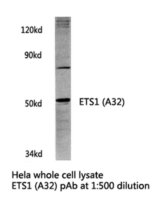 ETS1 / ETS-1 Antibody - Western blot of ETS1 (A32) pAb in extracts from HeLa cells.