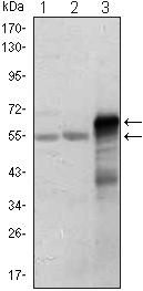 ETS1 / ETS-1 Antibody - Western blot using ETS1 mouse monoclonal antibody against Jurkat (1), HepG2 (2) and ETS1-hIgGFc transfected HEK293 (3) cell lysate.