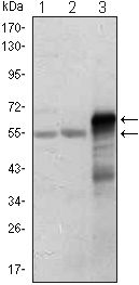 ETS1 / ETS-1 Antibody - ETS1 Antibody in Western Blot (WB)