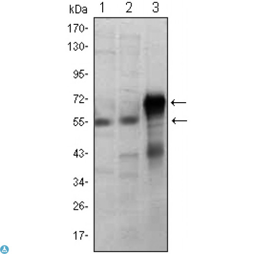 ETS1 / ETS-1 Antibody - Flow cytometric (FCM) analysis of Jurkat cells using ETS1 Monoclonal Antibody (green) and negative control (purple).
