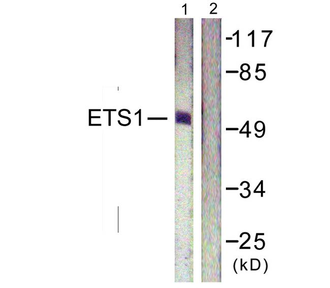 ETS1 / ETS-1 Antibody - Western blot analysis of extracts from HeLa cells, treated with Serum (20%, 15mins), using ETS1 (Ab-38) antibody.