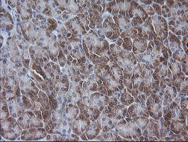ETS2 Antibody - IHC of paraffin-embedded Human pancreas tissue using anti-ETS2 mouse monoclonal antibody.