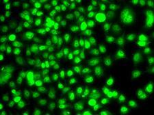 ETS2 Antibody - Immunofluorescence analysis of A549 cells.